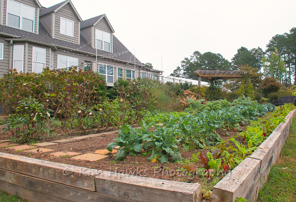 The landscaping around their home is done with veggies. fruits & herbs.