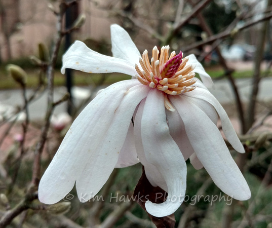 Star Magnolia - Magnolia stellata
