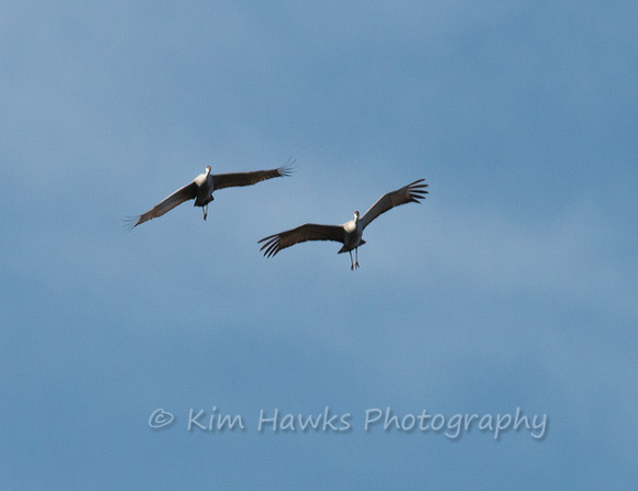 Loved watching their flying patterns.
