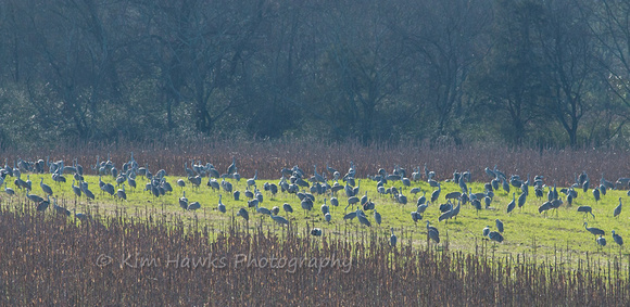The birds move from feeding in the few fields this year, to the water