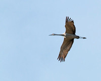 Sandhill Cranes in Hiwassee Refuge, Birchwood, TN