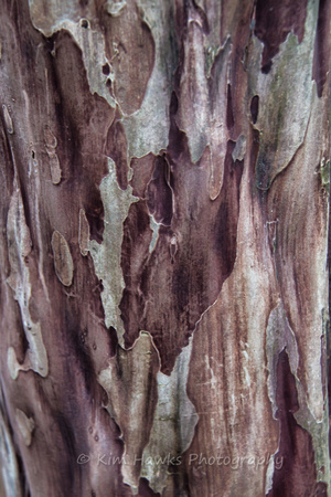 Crepe Myrtle Tree Trunk/Bark