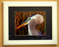 Blue Heron Up Close 18.5 x 14.5  $90.00