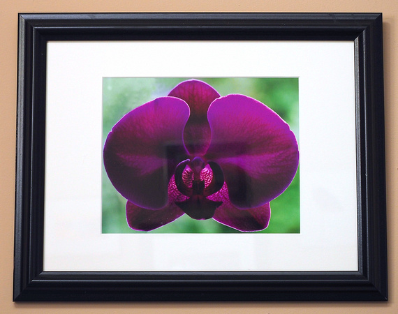 Orchid Magic   14.5 x 17.5   $75.00