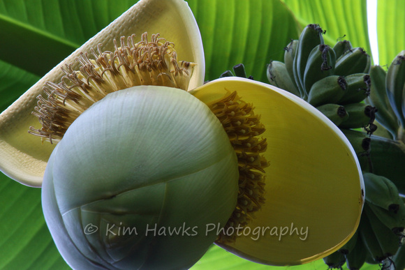 Banana Fruit & Flower