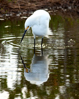 Snowy Egret fishing for food