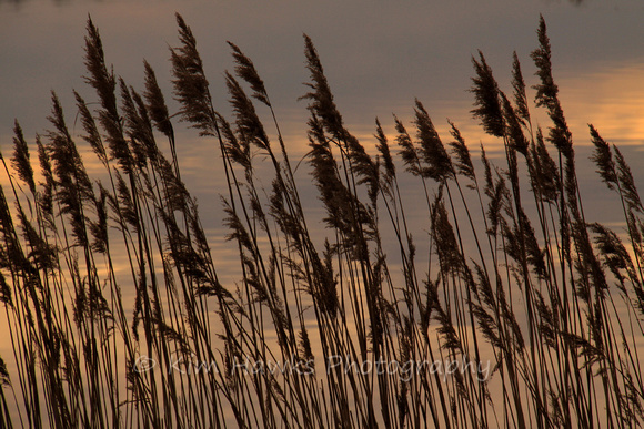 Grasses @ sunset
