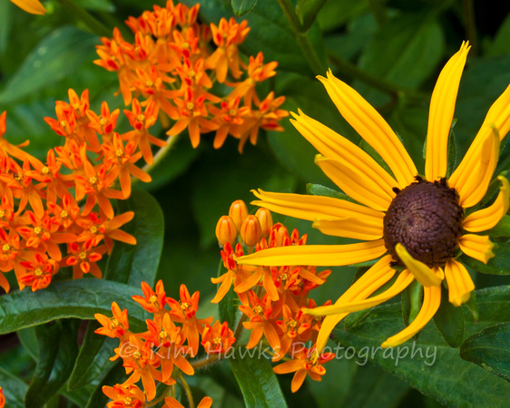 Butterfly Weed and Black-Eyed Susan