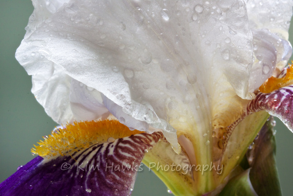 Iris in spring rain