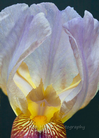 Iris emerging
