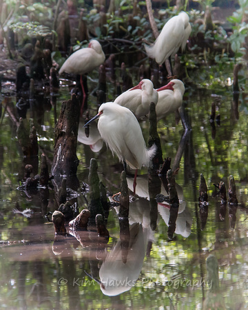 White Ibis & Egrets in the Aviary