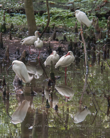 White Ibis & Egrets in the Aviary