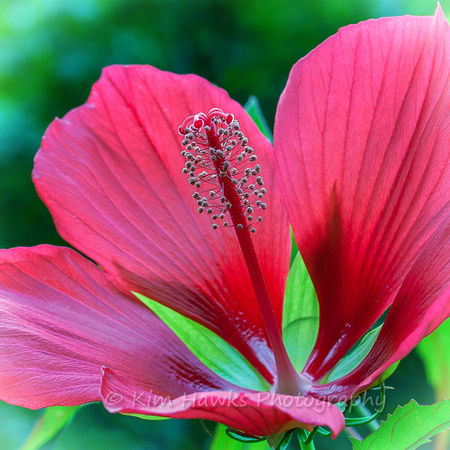 Red Hibiscus - Hibiscus coccineus
