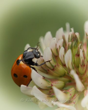 Lady bug on clover