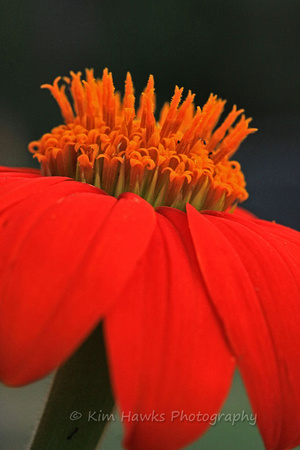 Thithonia:  Mexican Sunflower