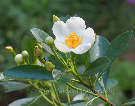 Loblolly Bay, Gordonia lasianthus can be seen blooming on the way to the NC coast in July.