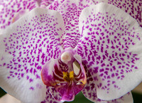 Sofia's orchid