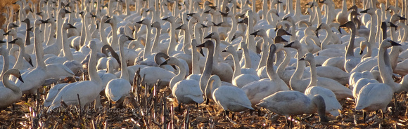 Tundra Swans gathering