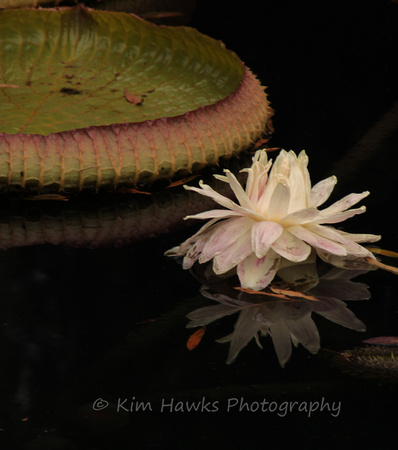 Water lily flower & pad @ Duke Gardens