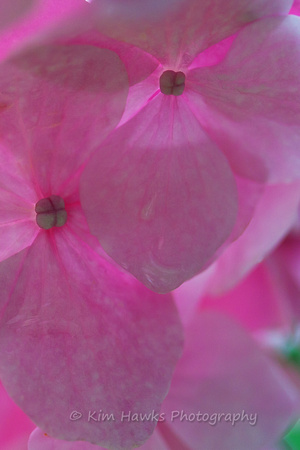 Hydrangea blossoms, up close