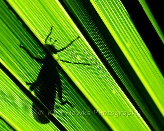 Bug Silhouetted on Palm Leaf