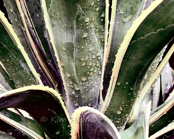 Yucca in Rain