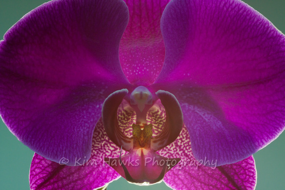 Orchid up close
