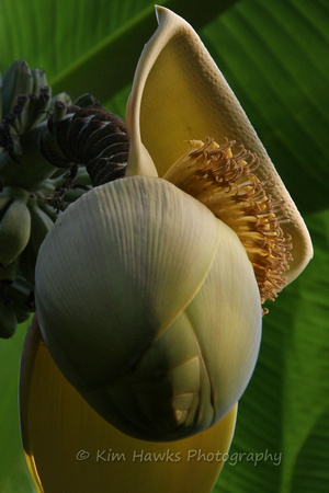 Banana in Flower