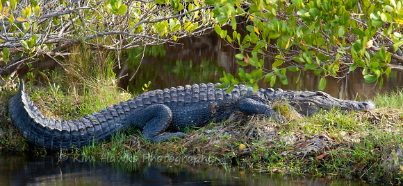 Alligator sunning