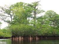 A cluster of Bald Cypress in NC's Black River