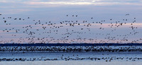 Tundra Swans & Snow Geese overwinter @ Lake Mattamuskeet in NC