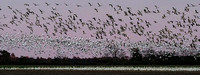 Snow Geese and Tundra Swans swarming at sunset