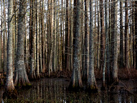 Bald Cypress in the Black River in North Carolina