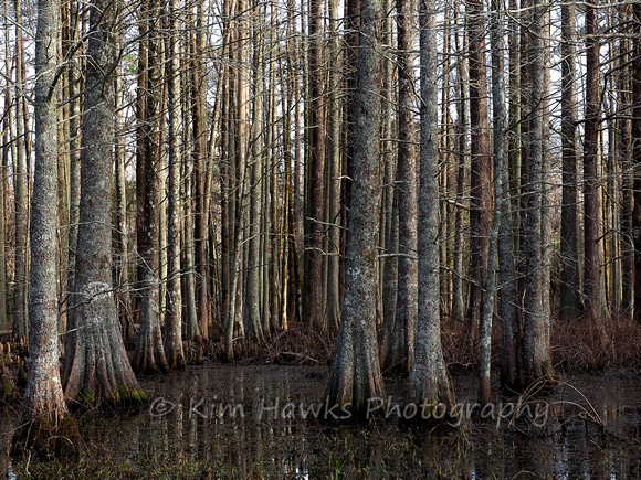 Bald Cypress in the Black River in North Carolina