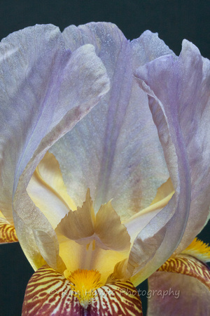 Iris emerging