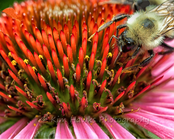 Bee on Coneflower with pollen