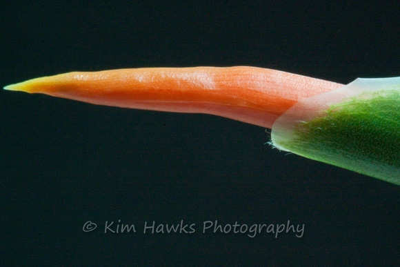 Ginger lily poised to open