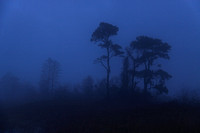 Pre sunrise in the fog