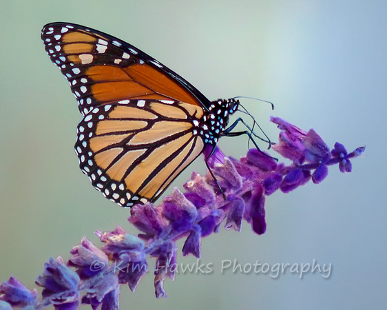 Monarch Butterfly on Salvia leucantha