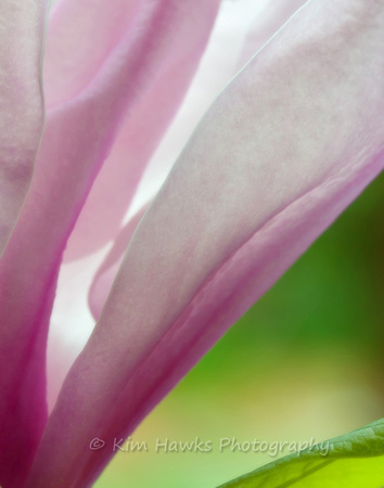 Tulip Magnolia