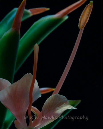 up close and personal with the ginger lily