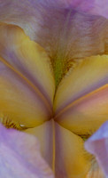 Iris up close